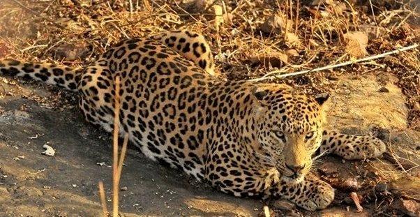 Tigress T-69 Gave Birth To Two Little Cubs In Ranthambore National Park