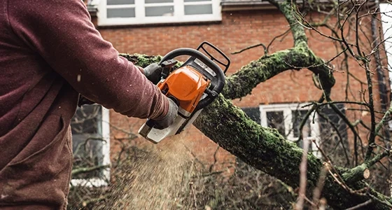 How Local Expertise Enhances Tree Trimming Services