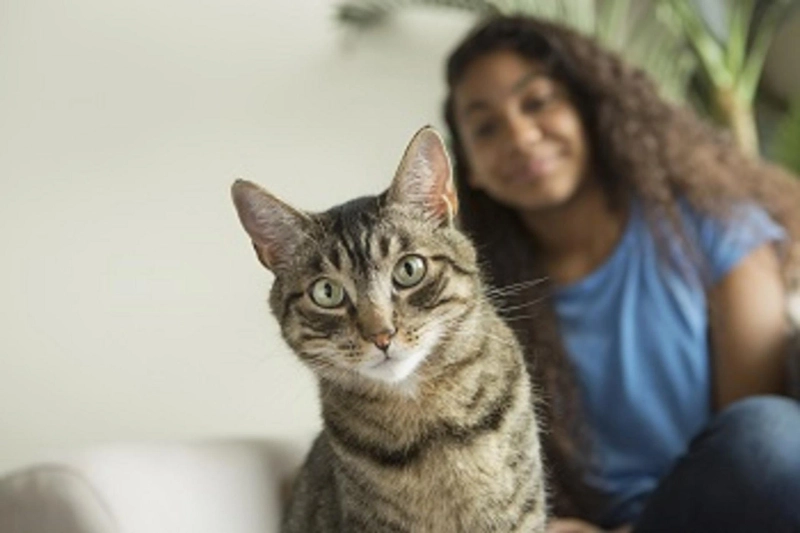 Best Cat Boarding in Chicago: What Cat Parents Should Look For