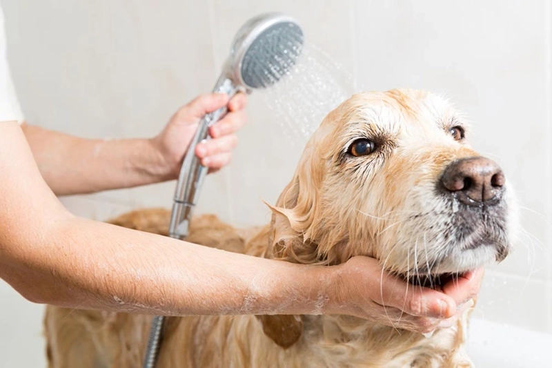 The Importance of Dog Grooming