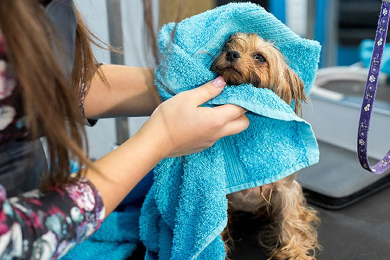 Which Coatings Work Best To Repel Dirt And Moisture From Your Pet's Coat?