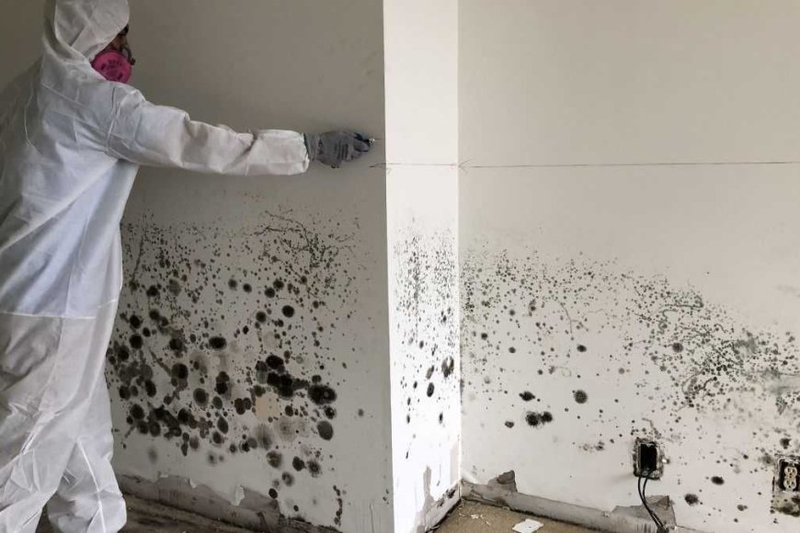 Causes and Signs of Mold Growth - How Professionals Can Help?