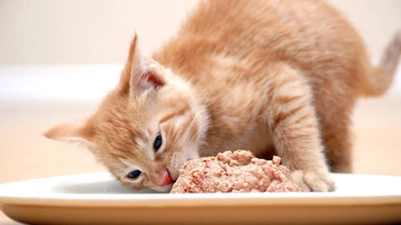 The Whisker-Licking World of Open Farm Cat Food