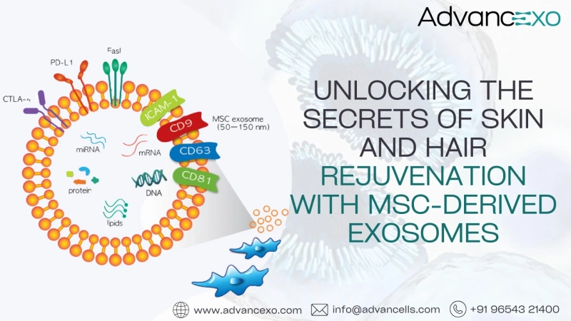 Unlocking the Secrets of Skin and Hair Rejuvenation with MSC-Derived Exosomes