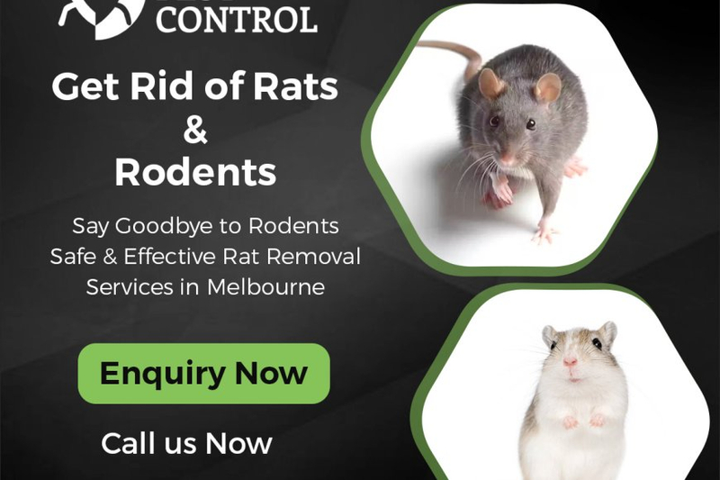 Rodent Control Solutions: Keeping Melbourne Homes and Businesses Pest-Free