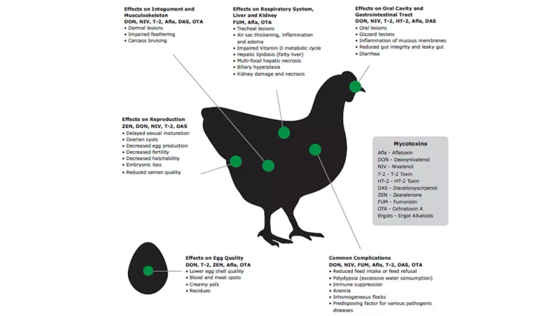 Immunosuppression and mycotoxins are major hidden dangers in poultry farming!