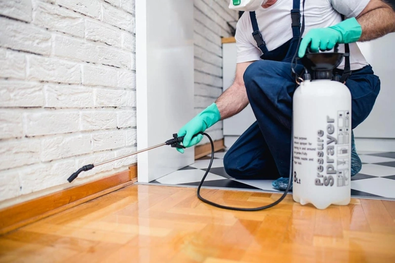 5 Home Remedies To Keep Ants Away