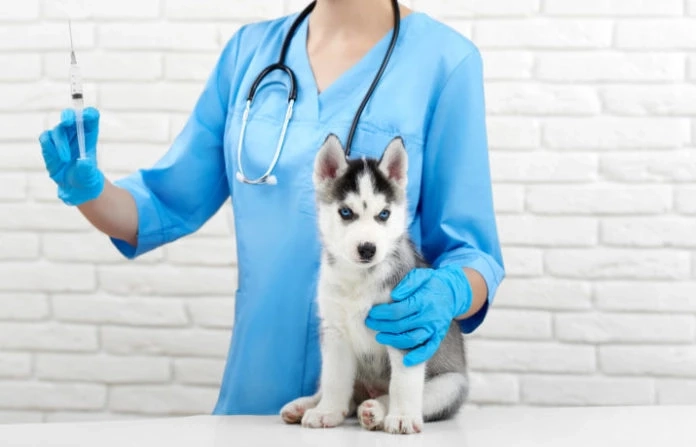 Veterinary Vaccines provide a concise and definitive guide on the administration of vaccines against