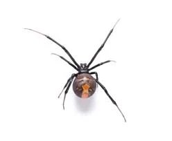 Unwanted Guests: A Closer Look at the Common Pests in Scoresby