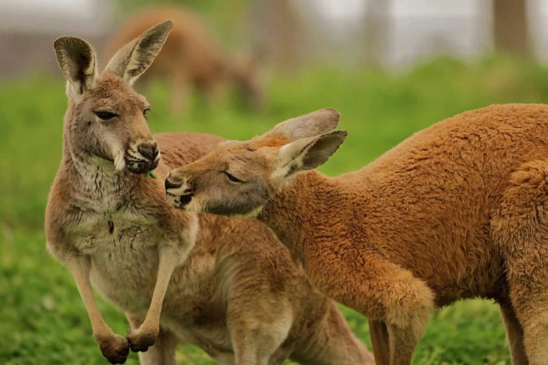 Bouncing into Awareness: National Kangaroo Awareness Day Spectacular!