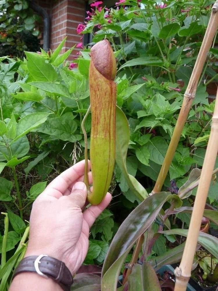 Cambodian government warned women not to play with endangered ‘penis plants’