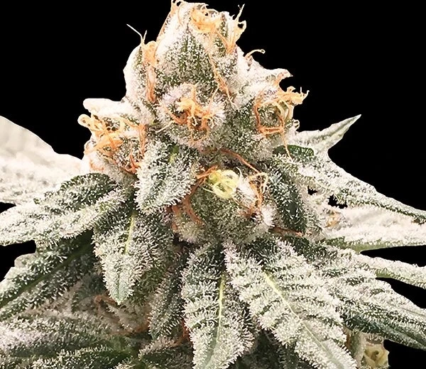 How To Evaluate The Potency Of Lemon Oasis Strain