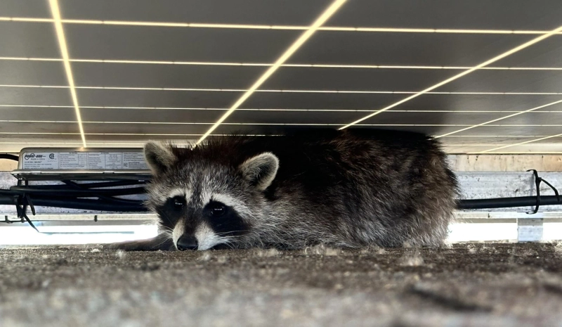 Trusted Raccoon Removal NYC Specialists for Fast and Effective Results