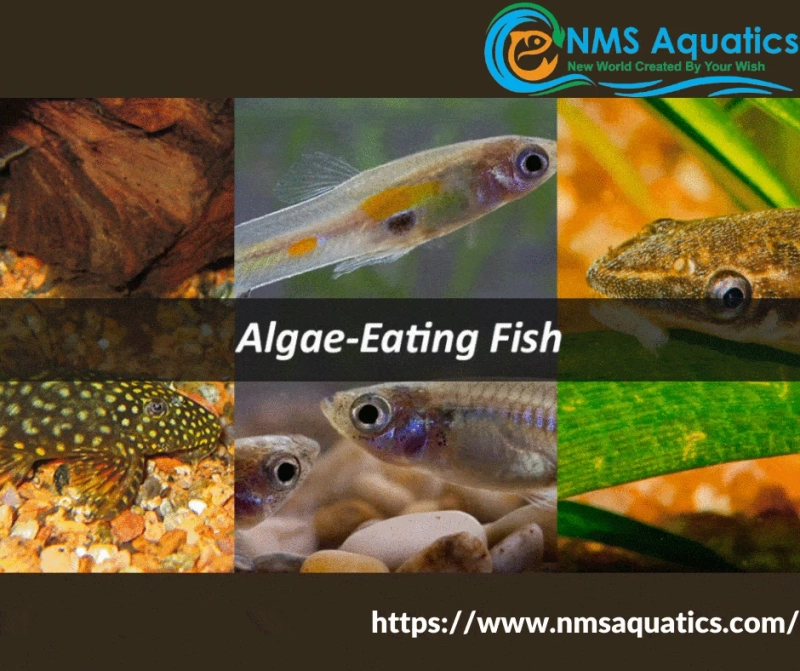 Algae eating fish