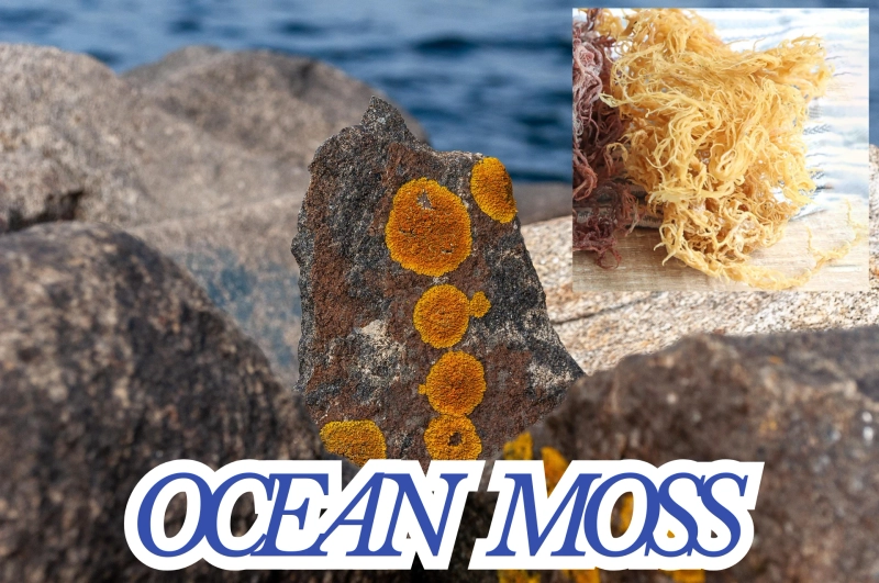 5 Health Benefits of Sea Moss You Should Know