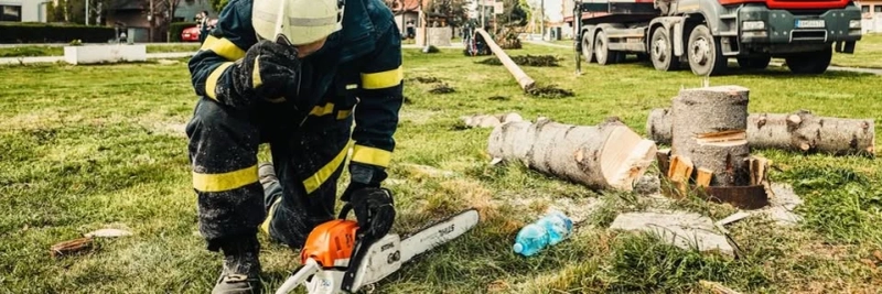 Why Regular Tree Pruning Matters in Omaha’s Urban Landscape