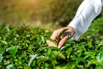 Germany Crop Protection Chemicals Market Size - Ken Research