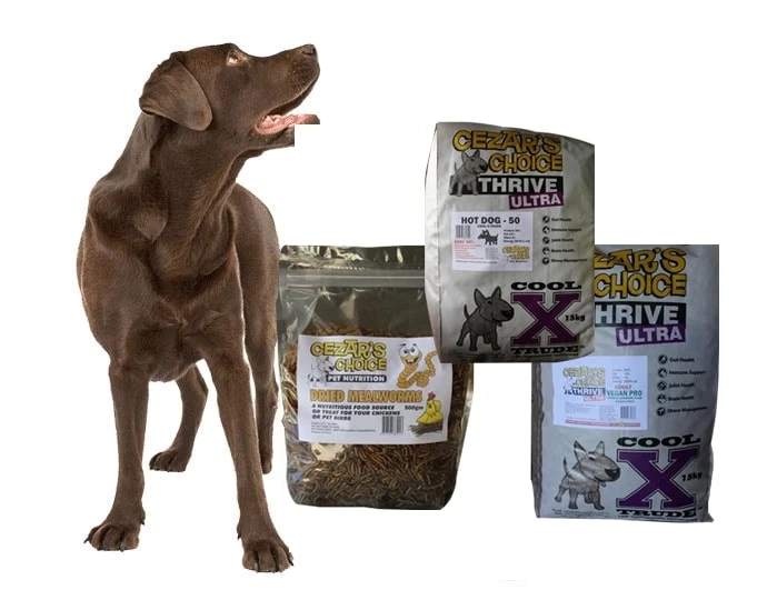 Buy the Best Dog Food Australia Online from Recognized Store
