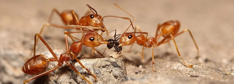 Tips for Ants Control Infestation