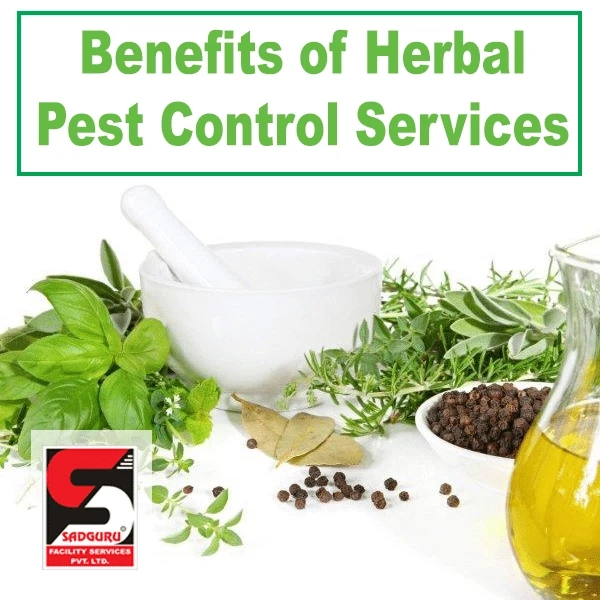 Pest Control Services in Bandra- Sadguru Pest Control