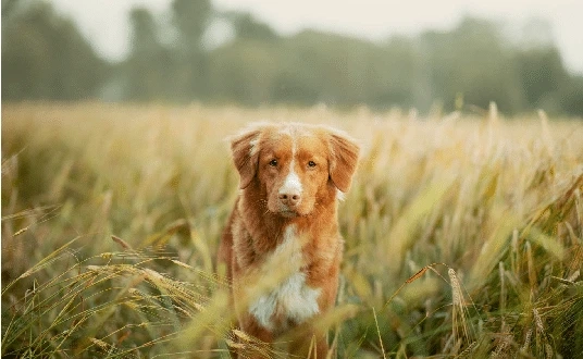 Grass Awns In Cats And Dogs