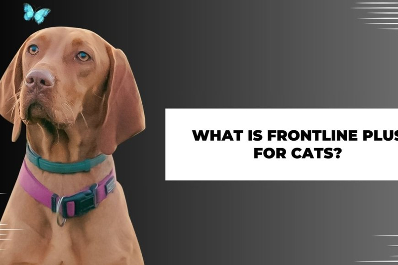 What is frontline plus for cats?