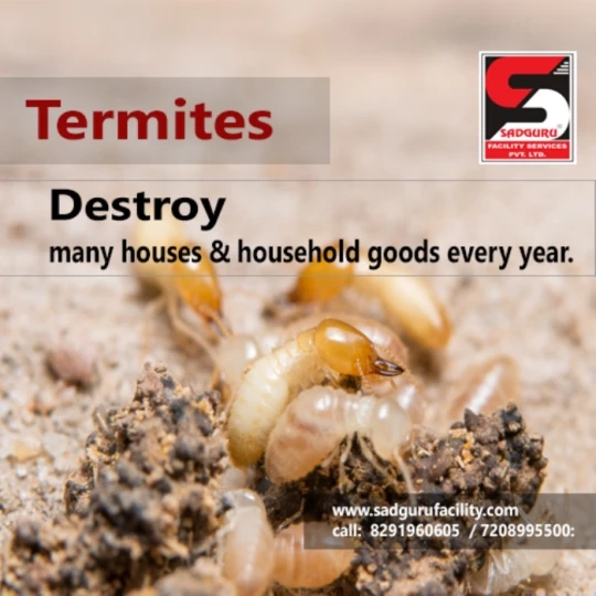 Termite Pest Control Services in Mumbai - Sadguru Pest Control