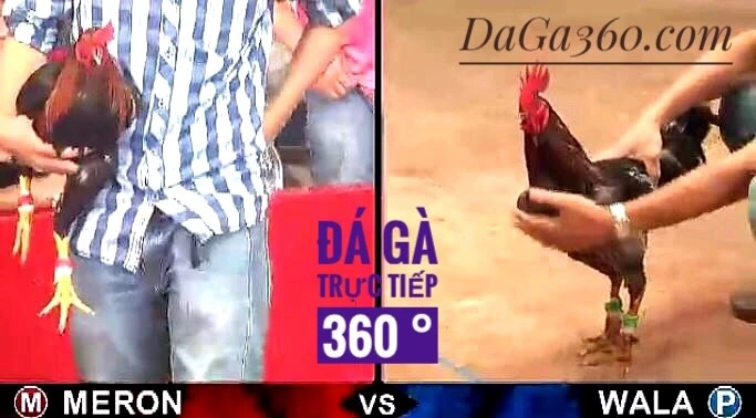 Đá Gà Trực Tiếp Thomo xem ngay hôm nay - Đá gà 360