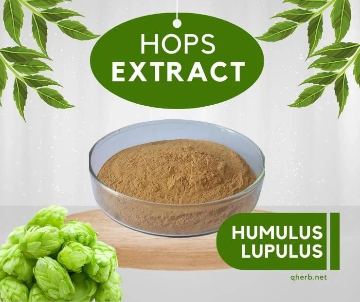 What is the benefit of Hops extract?