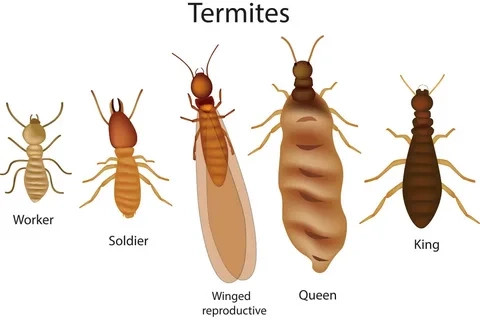 Natural vs Chemical Termite Control Methods: Pros and Cons
