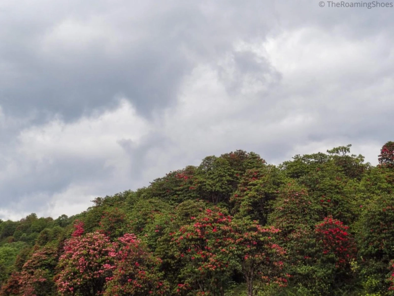 Varsey – A Trek through the forest of Rhododendrons