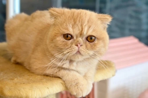 How to Bathe Your Cat