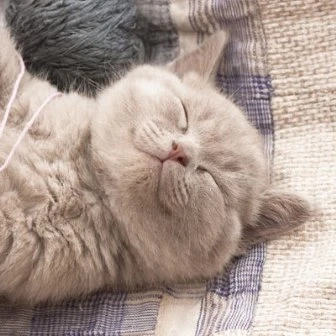 How Can I Recognize Aggression Between My Cats, Is It Always About Fighting?