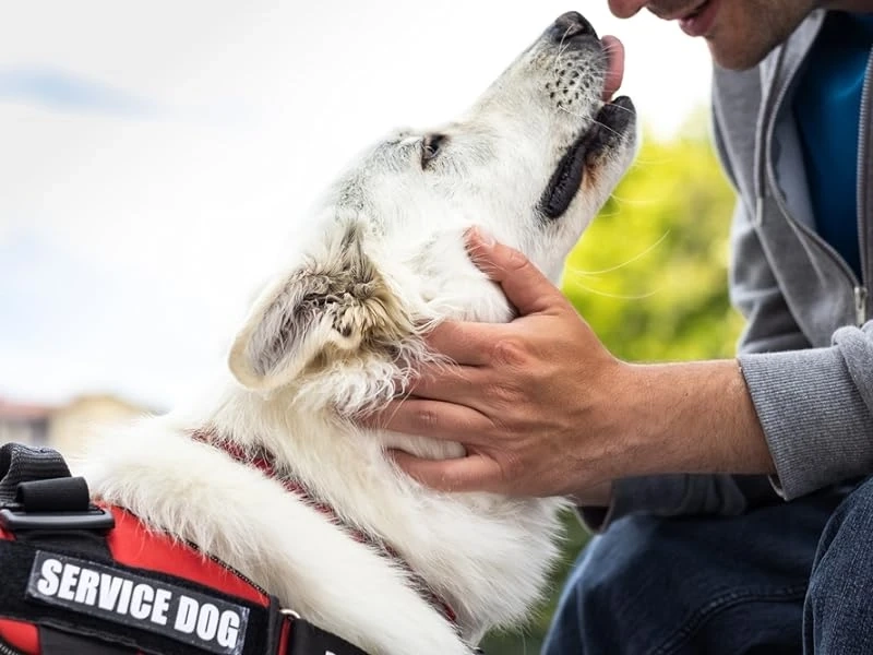 The Training Regimen of Emotional Service Animals: Preparing to Assist Those in Need