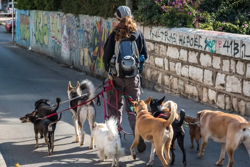 Build the Uber for dog walking service app with Appdupe assistance