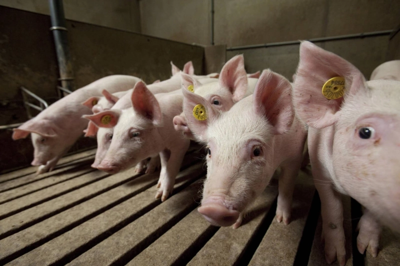 Classification and function of amino acids in pig feed
