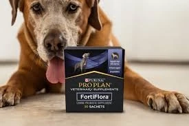 Probiotics for Dogs: Natural Ways to Improve Gut Health and Immunity
