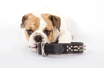 Collars For Dogs: A GPS Collar Has Many Benefits