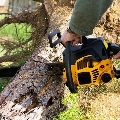 Top Signs of a Damaged Tree That you should Check