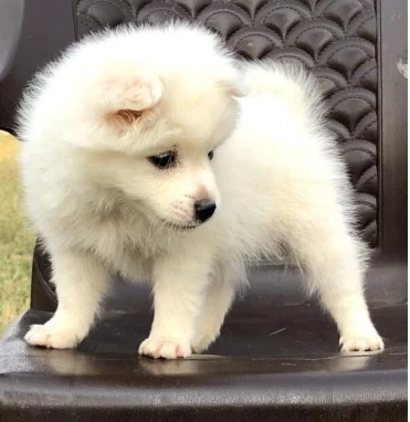 buy puppies online