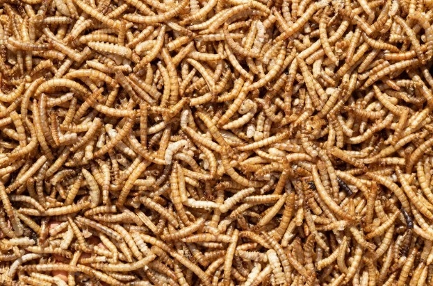 The Ultimate Guide to Mealworms and Sunflower Seeds for Birds