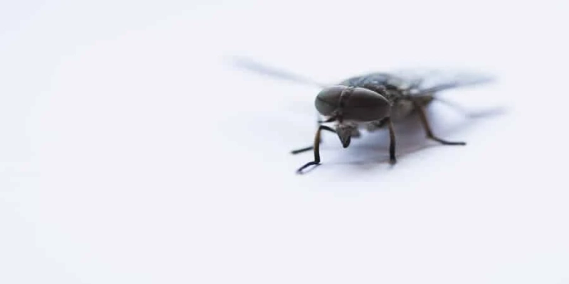 How to prevent pest infestations with the best pest control Bournemouth services?