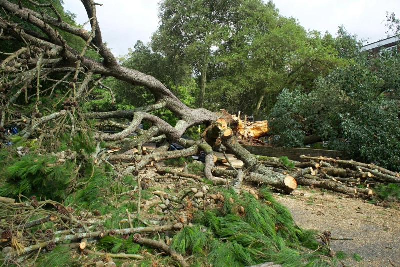How to Choose the Best Tree Service in Asheville for Your Landscape