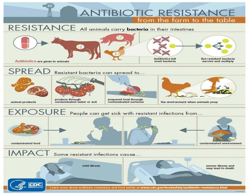 Navigating the Balance: Animal Welfare in the Meat Industry