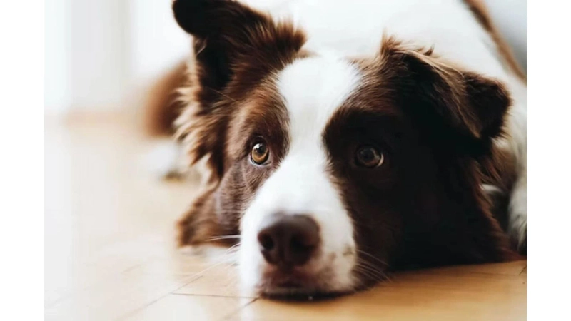 Essential Tips for Dog Day Training Success in Oregon