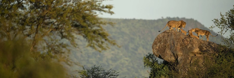 Discover the Magic of Kenya Safari: A Journey into the Wild