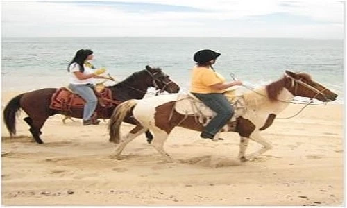 Horseback Riding In East Cape: 8 FAQs For A Traveler