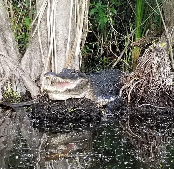 What It Feels Like to Skim Across the Everglades for the First Time