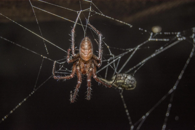 Keep Your Home Safe with Professional Pest Control