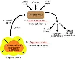 Best leptin pills | An attempt to explain
